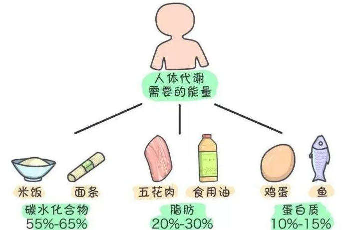 中鏈甘油三酯（MTC）是如何給人體充電加油的？