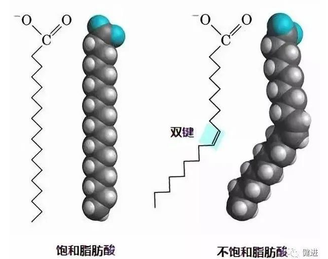 短鏈、中鏈、長鏈脂肪酸