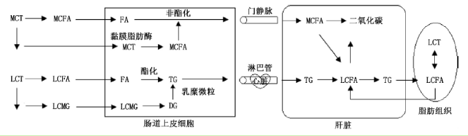 中鏈脂肪酸