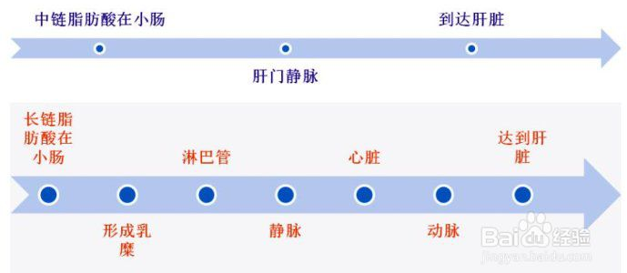 為什么中鏈甘油三酯（MCT）被稱為優(yōu)質(zhì)脂肪？