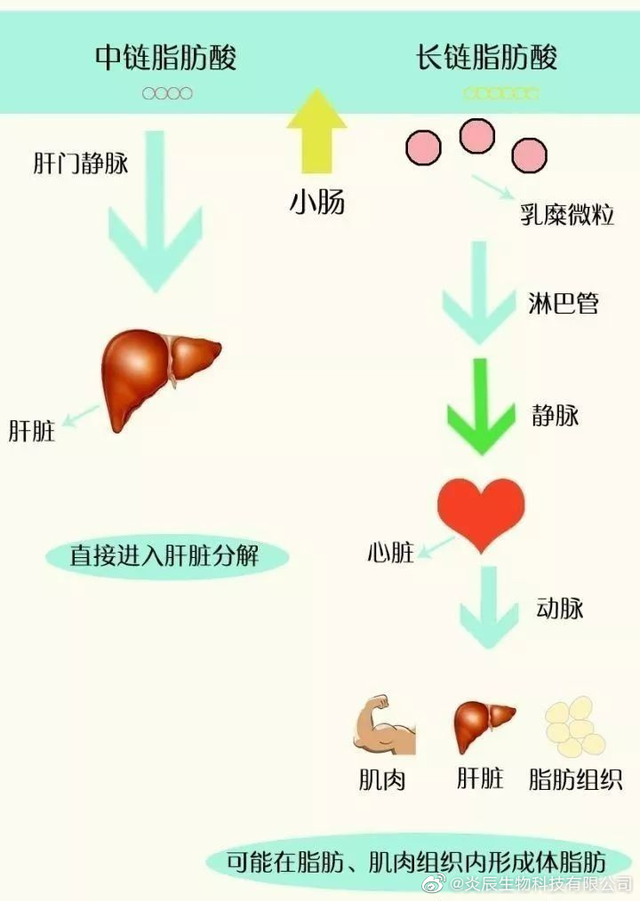 中鏈脂肪酸（雙極能）的代謝特性及其抗菌、抗炎、抗氧化作用