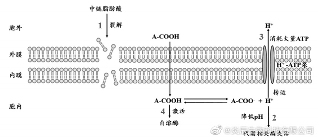 中鏈脂肪酸（雙極能）的代謝特性及其抗菌、抗炎、抗氧化作用