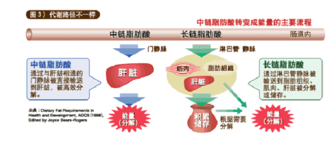 MCT中鏈脂肪酸